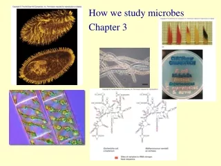 How we study microbes Chapter 3