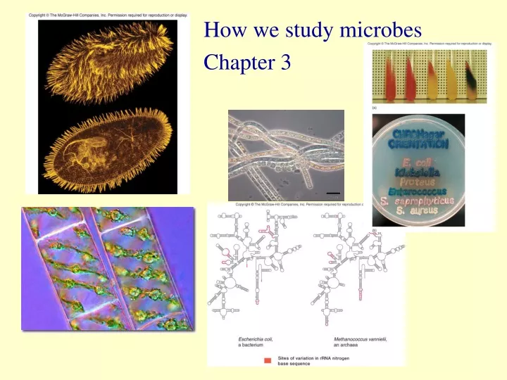 how we study microbes chapter 3