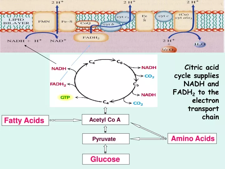 citric acid cycle supplies nadh and fadh