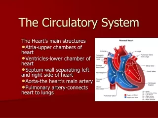 The Circulatory System