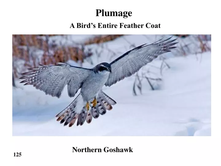 plumage a bird s entire feather coat