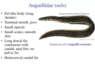 Anguillidae (eels)