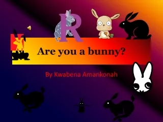 Are you a bunny?