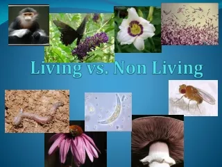 Living vs. Non Living