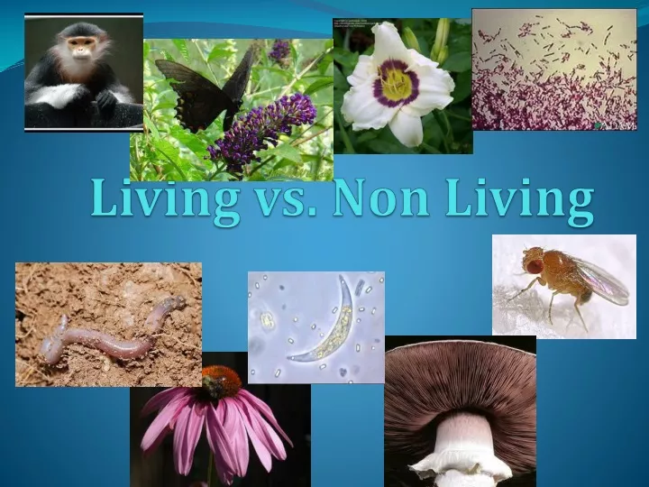 living vs non living