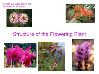 Structure of the Flowering Plant