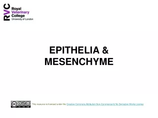 EPITHELIA &amp; MESENCHYME
