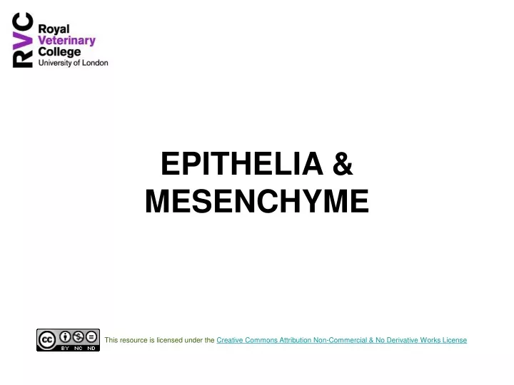 epithelia mesenchyme