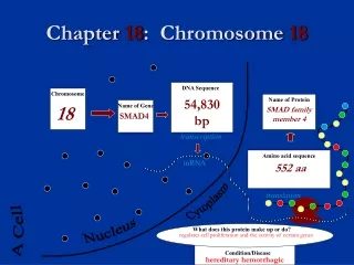 Chapter  18 :  Chromosome  18