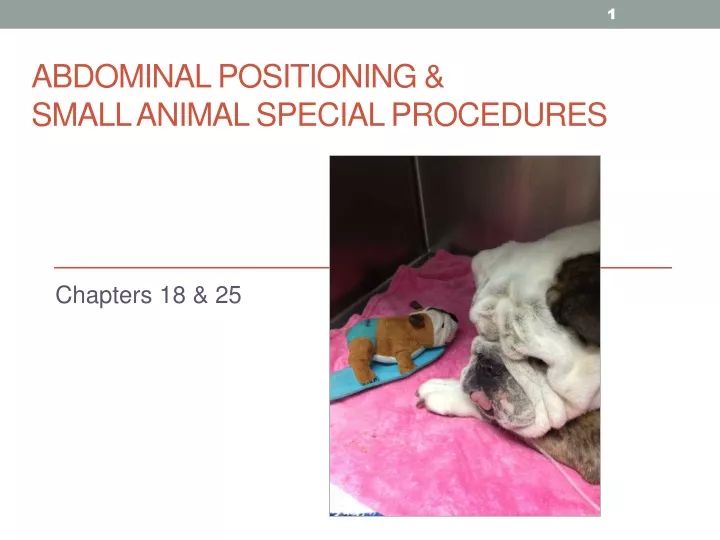 abdominal positioning small animal special procedures