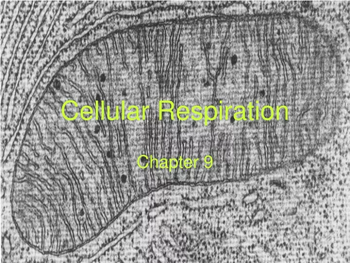 cellular respiration