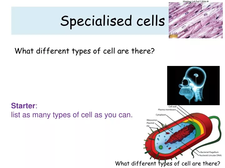 specialised cells