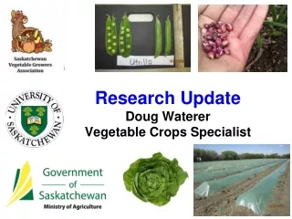 Research Update  Doug Waterer Vegetable Crops Specialist