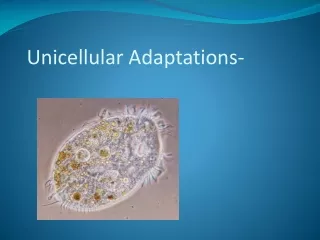 Unicellular Adaptations-