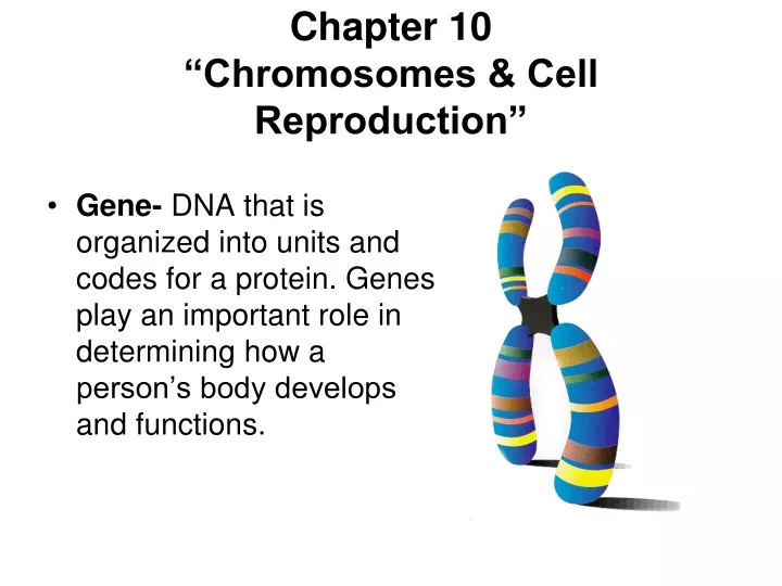 chapter 10 chromosomes cell reproduction