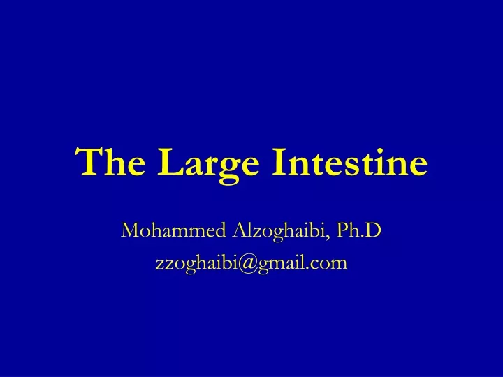 the large intestine