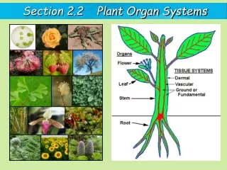 Section 2.2    Plant Organ Systems