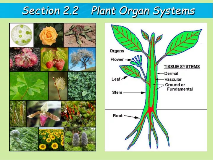 section 2 2 plant organ systems