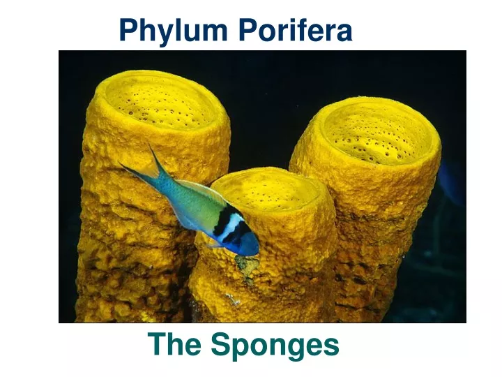 the sponges