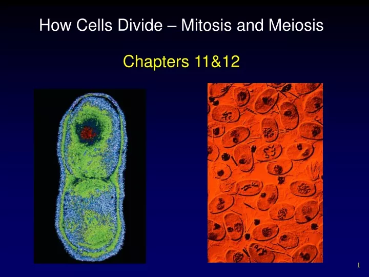 how cells divide mitosis and meiosis