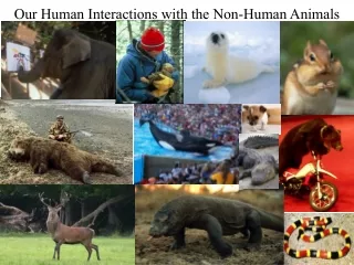 Our Human Interactions with the Non-Human Animals