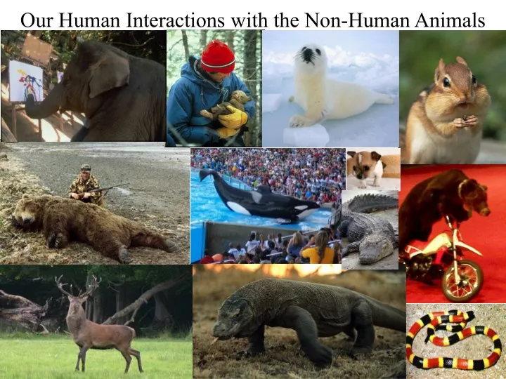 our human interactions with the non human animals