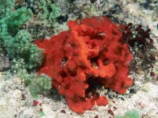 Rocky subtidal habitats