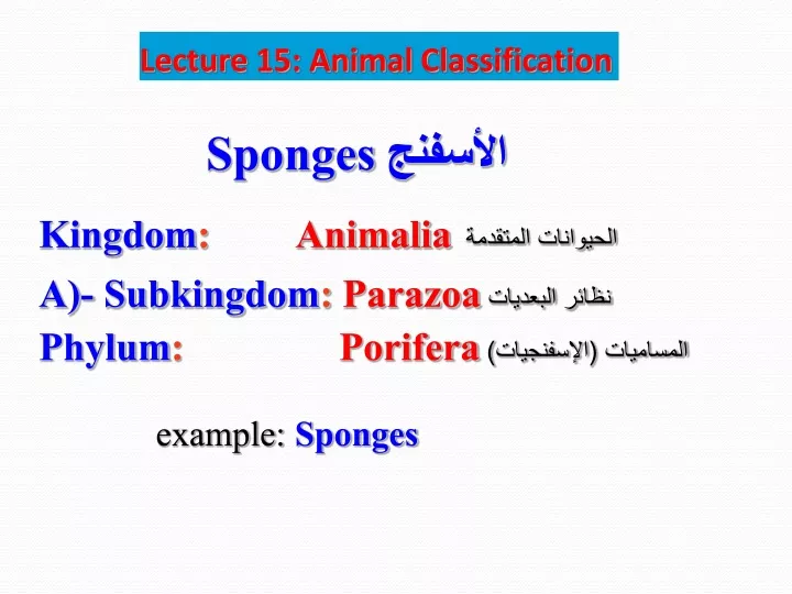 lecture 15 animal classification