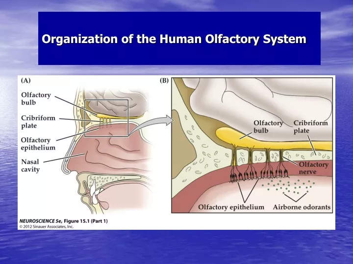 organization of the human olfactory system