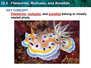 KEY CONCEPT Flatworms ,  mollusks , and  annelids  belong to closely related phyla.
