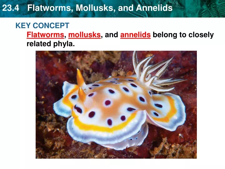 key concept flatworms mollusks and annelids