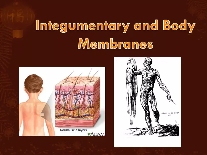 integumentary and body membranes