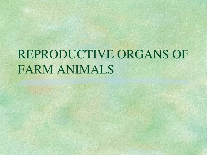 reproductive organs of farm animals
