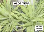 ALOE VERA - slide 1