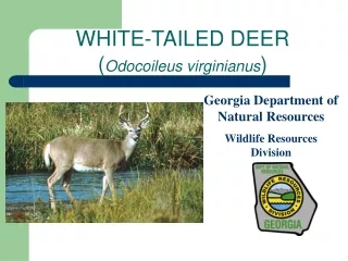 WHITE-TAILED DEER ( Odocoileus virginianus )