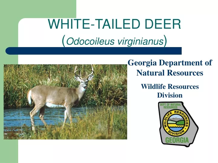 white tailed deer odocoileus virginianus