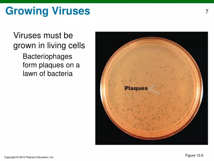 growing viruses