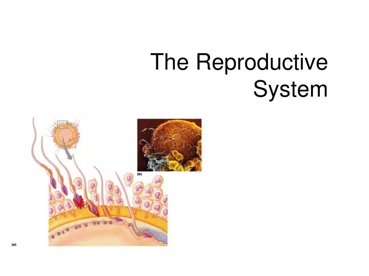 the reproductive system