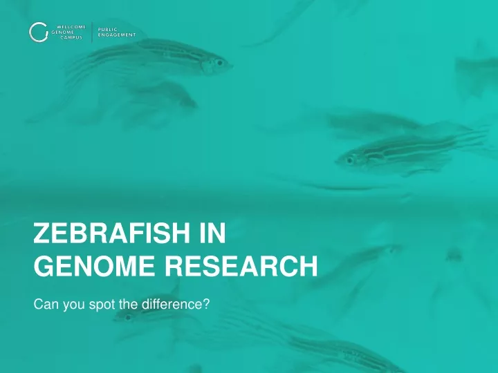zebrafish in genome research