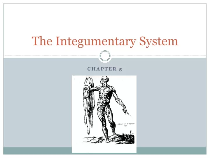 the integumentary system