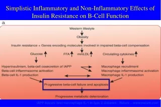 IAPP boosts islet macrophage IL-1 in type 2 diabetes : Nature ...nature