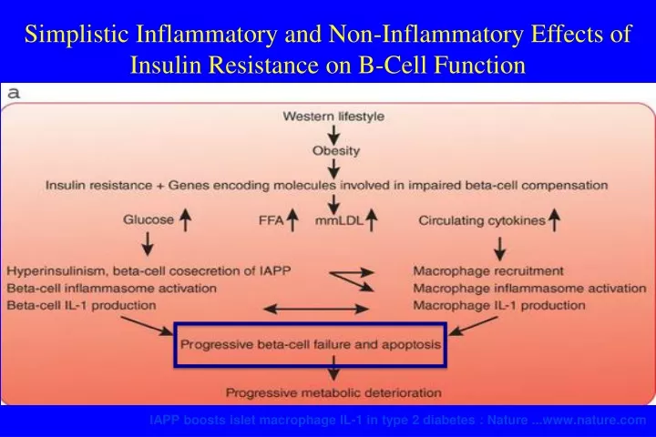 iapp boosts islet macrophage il 1 in type 2 diabetes nature www nature com