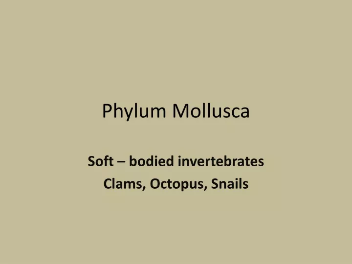 phylum mollusca