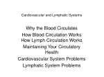 Cardiovascular and Lymphatic Systems