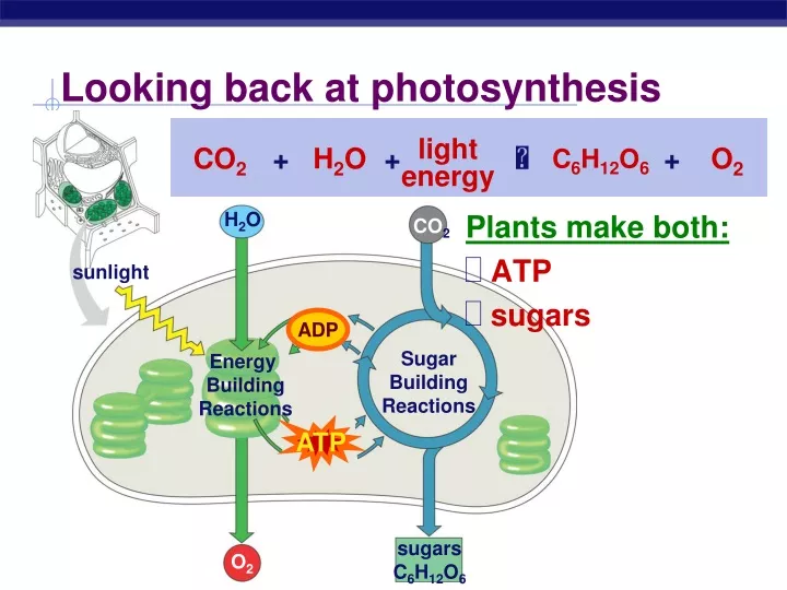 looking back at photosynthesis