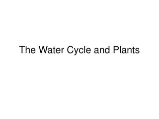 The Water Cycle and Plants
