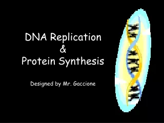 DNA Replication  &amp;  Protein Synthesis Designed by Mr. Gaccione
