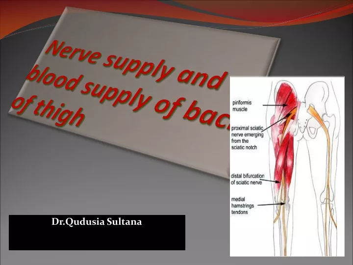 nerve supply and blood supply of back of thigh