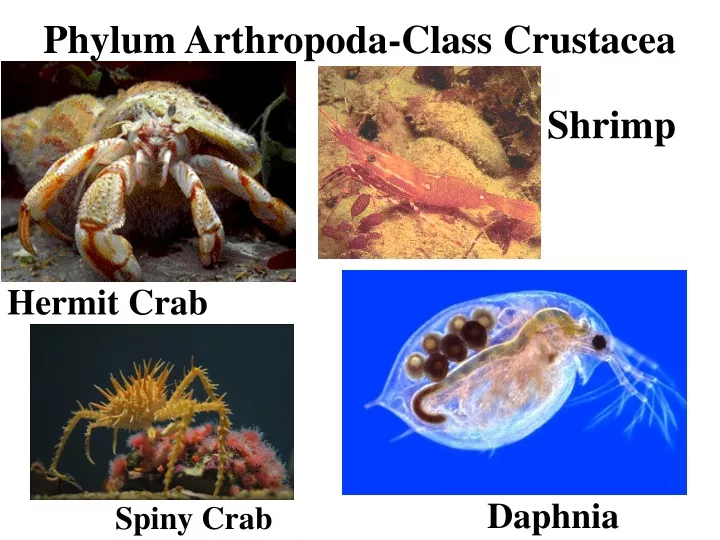 phylum arthropoda class crustacea