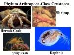 Phylum Arthropoda-Class Crustacea